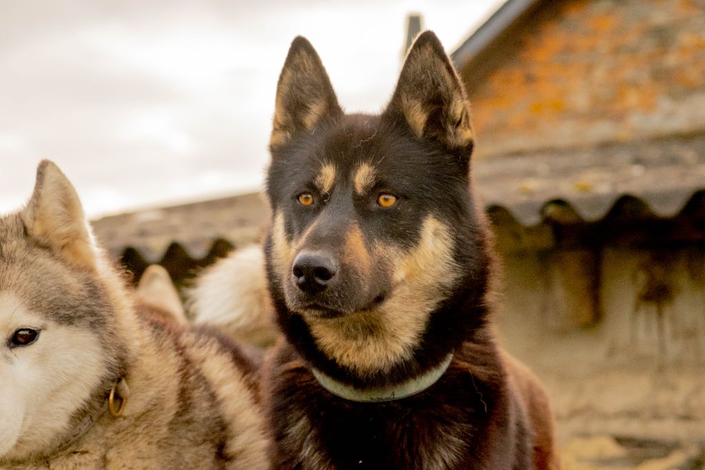 P'kuruk des Loups de L'Etang de Jade