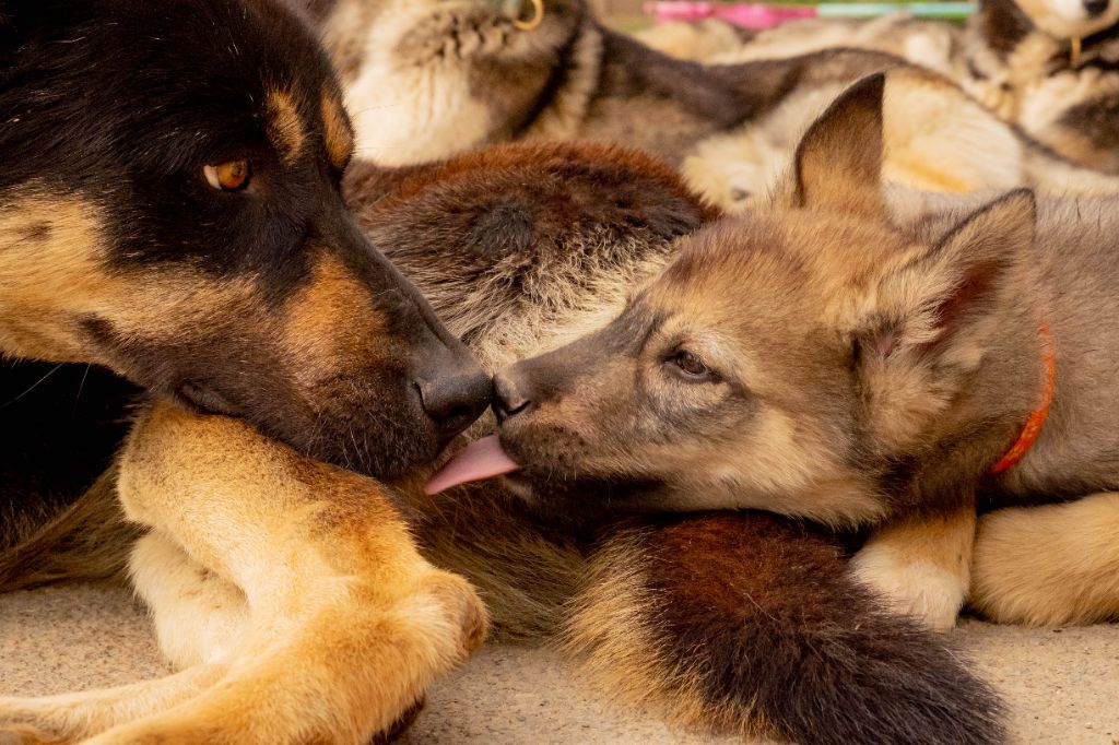 P'kuruk des Loups de L'Etang de Jade