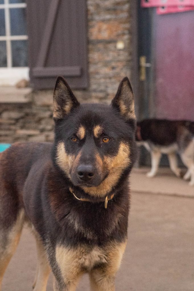 P'kuruk des Loups de L'Etang de Jade