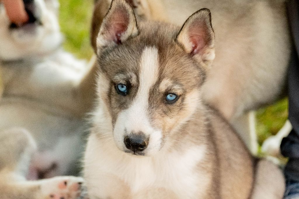 Of Ehawee's Dream - Chiot disponible  - Siberian Husky